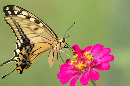 Colorful Butterfly on Brightly-Colored Butterfly Flowers in Full-Bloom and in Bright Sunlight in South Florida in the Fall of 2023.