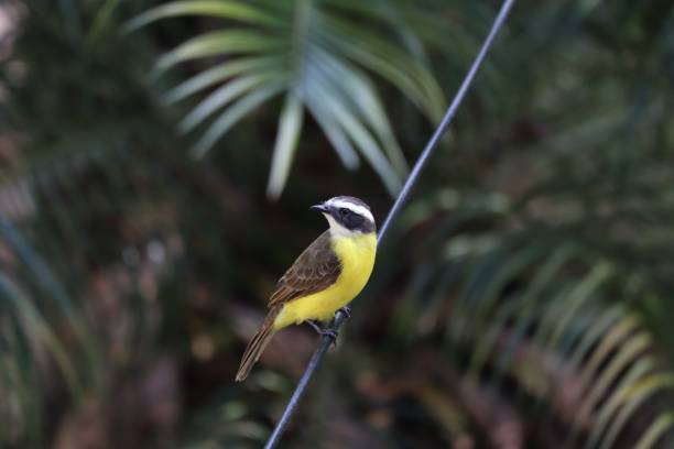 istock Closeup shot of a Megarynchus pitangua bird 1418155755