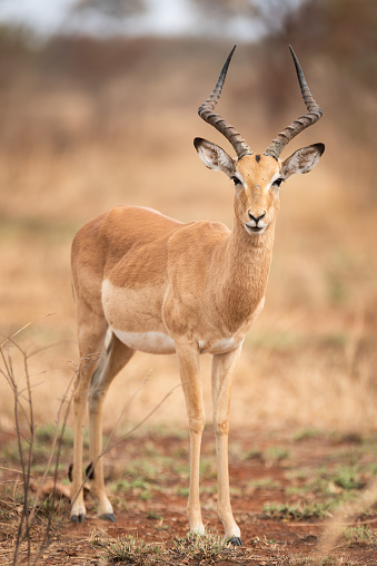 A cute Impala Ram in natural habitat