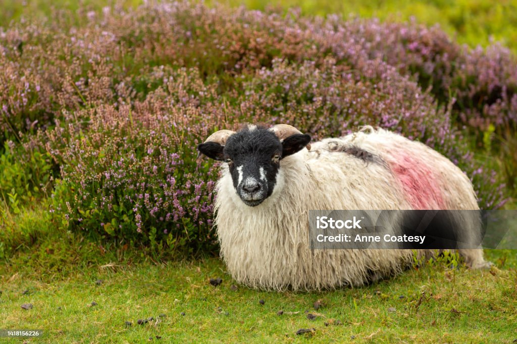 Free roaming, well grown Dalesbred lamb lying down in heather clad moorland in late Summer when heather is in full bloom.  Facing front.  Close up. Free roaming, well grown Dalesbred lamb lying down in heather clad moorland in late Summer when heather is in full bloom.  Facing front.  Close up.  Horizontal. Copy space. Agricultural Field Stock Photo