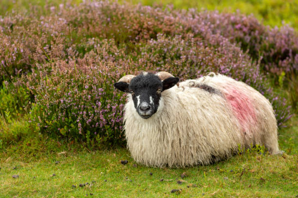 Free roaming, well grown Dalesbred lamb lying down in heather clad moorland in late Summer when heather is in full bloom.  Facing front.  Close up. stock photo