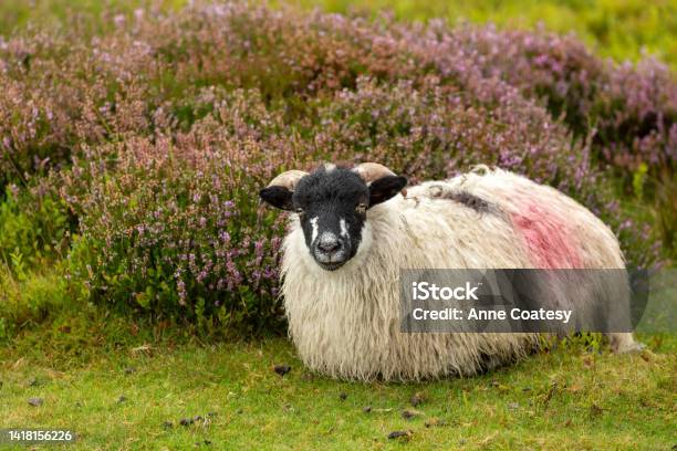Free Roaming Well Grown Dalesbred Lamb Lying Down In Heather Clad Moorland In Late Summer When Heather Is In Full Bloom Facing Front Close Up Stock Photo - Download Image Now