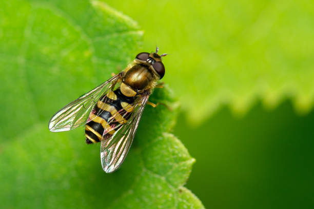 Hoverfly Syrphus Ribesii on the green leaf, extreme close-up shot with high details