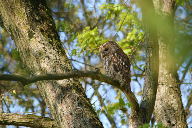 istock Adult Strix aluco on the branch 1418156770