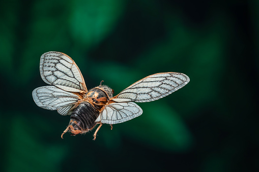 flying house fly in extreme close up on white background