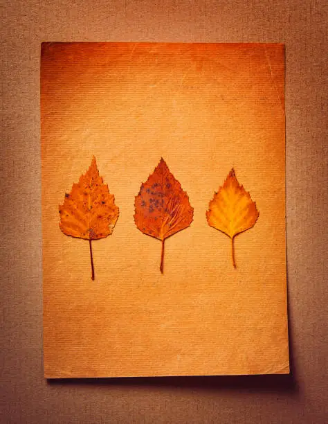 Autumnal Leaves on the Old Paper Background closeup