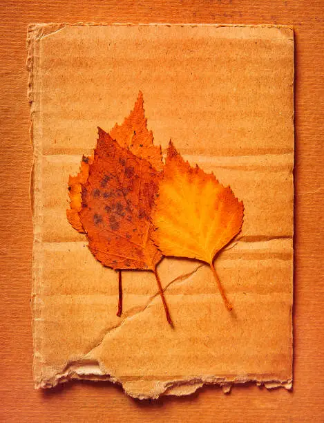 Autumnal Leaves on the Old Paper Background closeup
