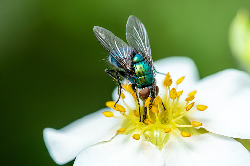 pollinators in Patagonia, green fly, Calliphoridae