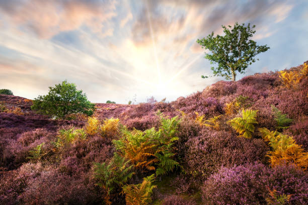 Purple heather sunrise at Roydon Common Norfolk stock photo