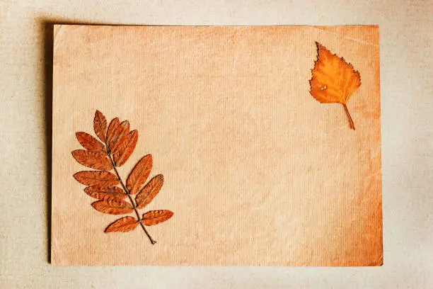 Autumnal Leaves with a Old Blank Paper closeup