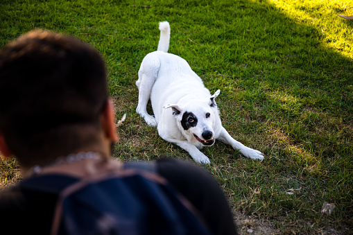 A white dog with a black spot on one eye running, White Swiss Shepherd mixed with English pointer