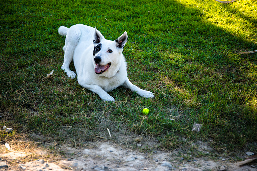 A white dog with a black spot on one eye playing with a ball, White Swiss Shepherd mixed with English pointer