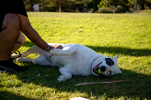 A white dog with a black spot on one eye playing with its owner, White Swiss Shepherd mixed with English pointer