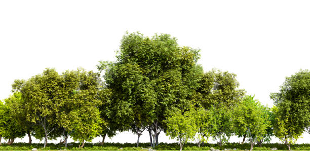istock Row of trees isolated on white background. 3D rendering illustration 1418161102