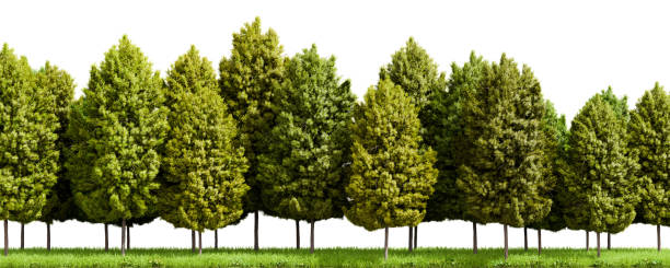 istock Row of trees isolated on white background. 3D rendering illustration 1418161110