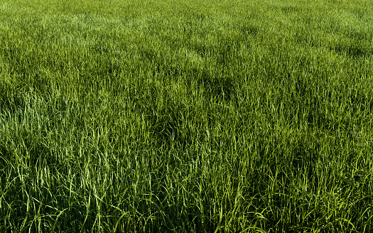 Green grass field background. 3d rendering illustration.