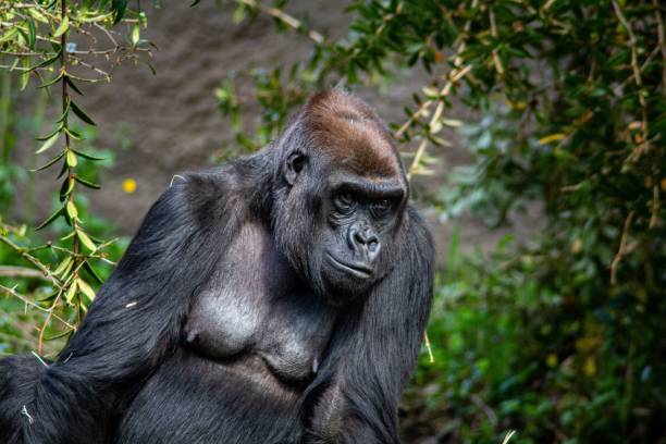 istock Gorilla in the nature 1418161522