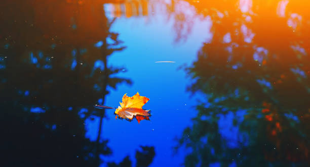 Photo of Autumn cold rainy day. Yellow orange maple leaf floating in lake. Vibrant color of fall season of nature. Calm forest park. Reflection of blue sky in clean water surface of pond. Tranquil zen concept.