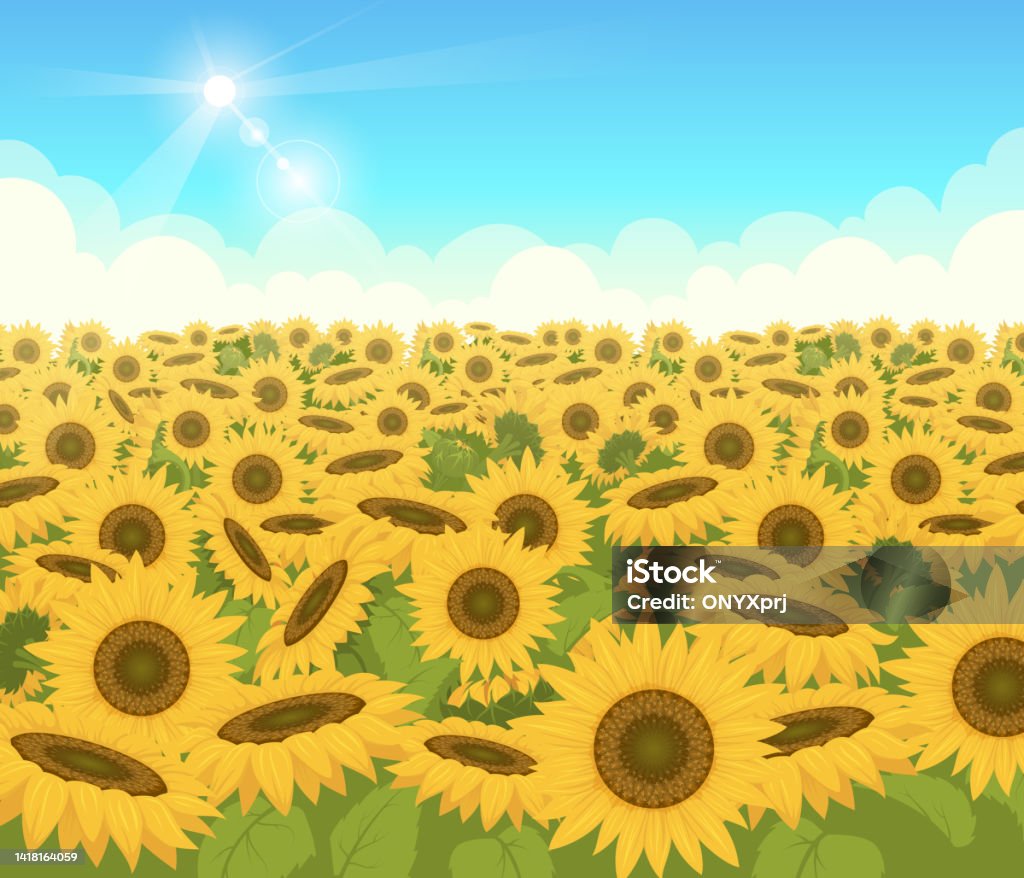 Sunflower Field Nature Light Outdoor Background With Beautiful Yellow  Flowers Exact Vector Cartoon Illustration Stock Illustration - Download  Image Now - iStock