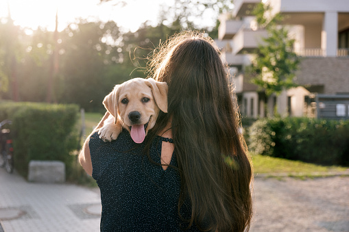 woman holds cute Labrador puppy over her shoulder