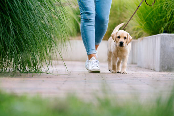 hundespaziergang: niedlicher labrador welpe geht zu fuß spazieren - photography teaching fun one person stock-fotos und bilder