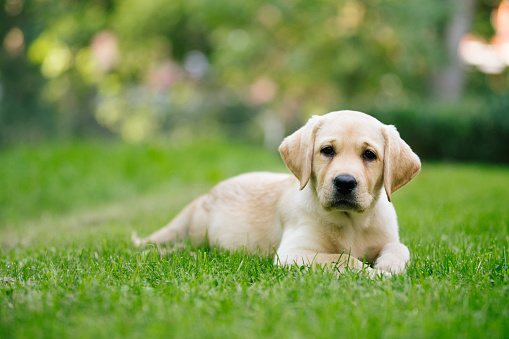 cute blond labrador puppy lying in meadow