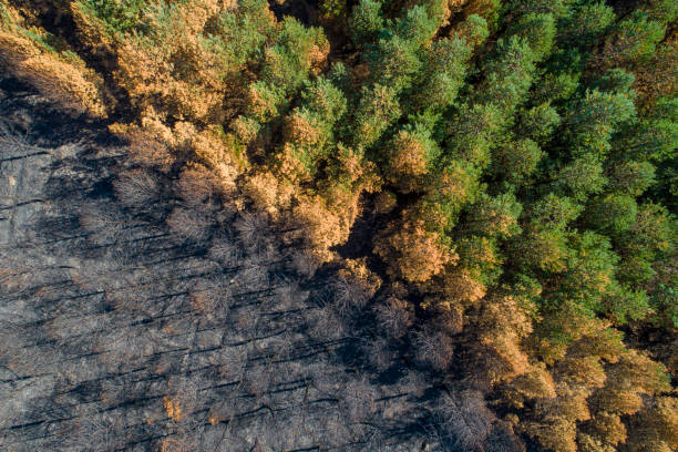 luftaufnahme eines kiefernwaldes, der bei einem waldbrand neben einem eichenwald verbrannt wurde, klima change - burned tree stock-fotos und bilder