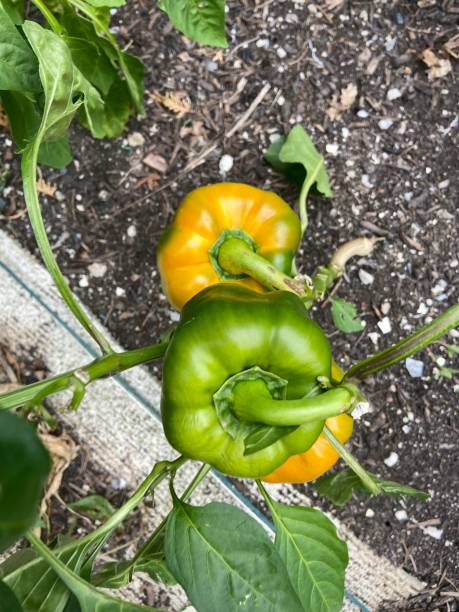 istock Bell peppers starting to turn yellow 1418166440
