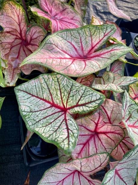 istock Group of Caladium fiesta leaves 1418166675