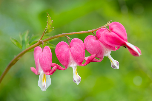 Close up of a red blossom of Bleeding Heart flower on gray background