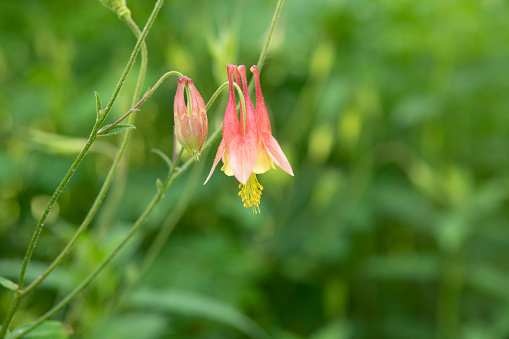Close up of Columbine flowers