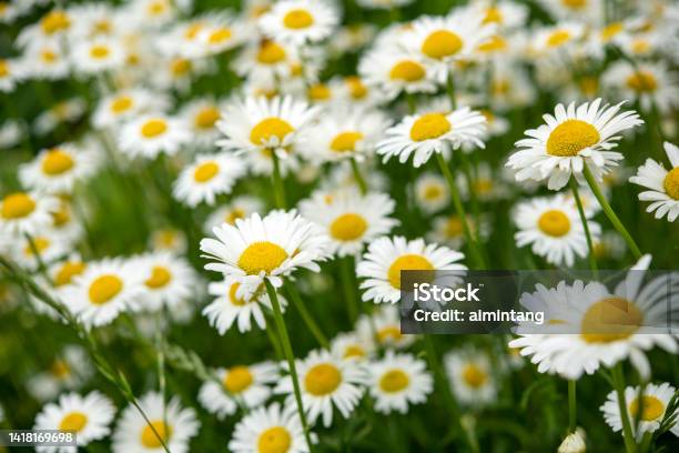 Daisy Stock Photo - Download Image Now - Daisy, Backgrounds, Beauty