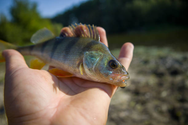 A perch fish with a silicone bait in its mouth.