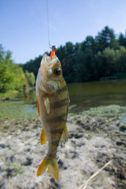 istock A perch fish with a silicone bait in its mouth. 1418169985