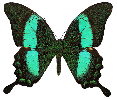 Papilio palinurus, the emerald swallowtail, emerald peacock is a butterfly of the genus Papilio of the family Papilionidae. It is native to Southeast Asia, but is regularly kept in butterfly houses around the world