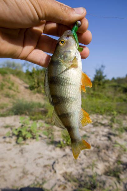 A perch fish with a silicone bait in its mouth.