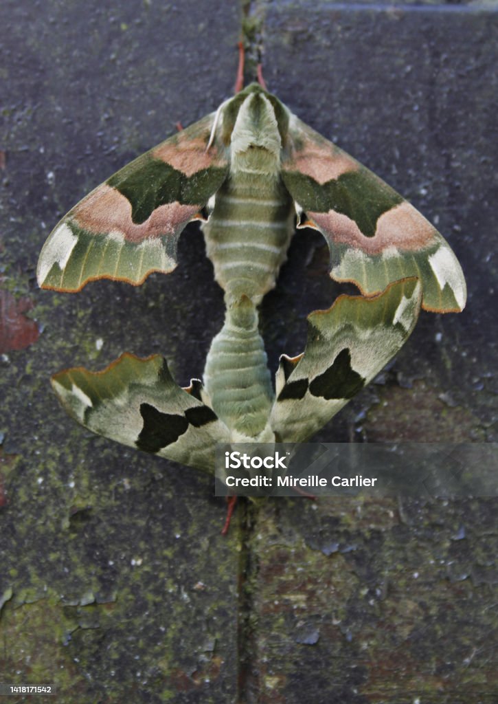Repetative Moth Two Hawk Moths Pairing Stock Photo - Download Image Now - Animal ...