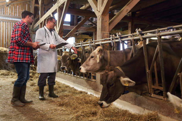 istock Veterinarian helping farmer with his livestock 1418171724