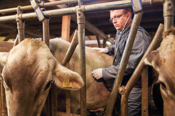 istock Veterinarian in barn 1418171760
