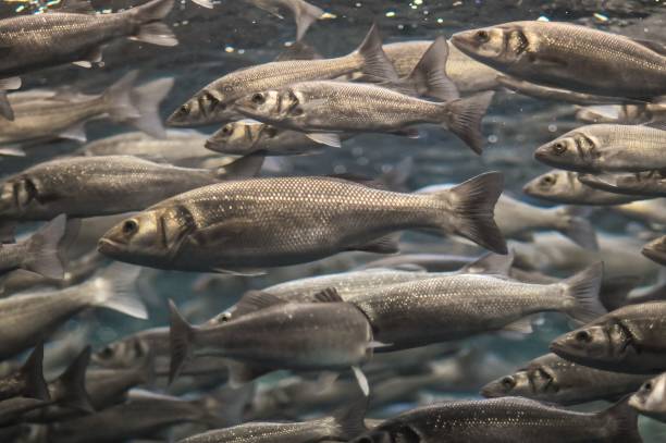 istock School of Silver Gray Fish , digital photo image 1418171823