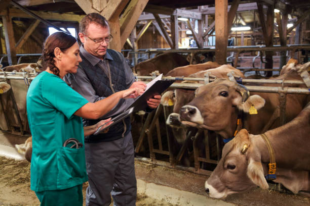 istock Veterinarian and assistant inspecting livestock 1418171923