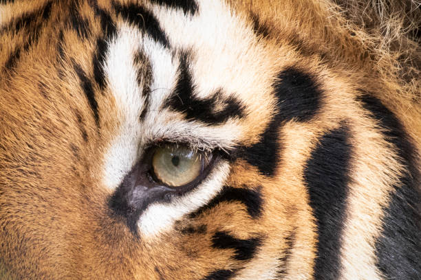 istock Eye Of Tiger 1418172889
