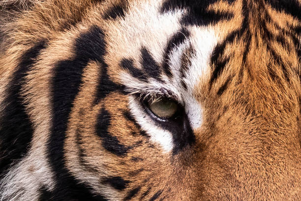 istock Eye Of Tiger 1418172891
