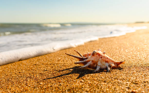 istock Marine exotic landscape at sunset. A brown shell with spikes lies on the sand. Selective focus on the seashell. 1418173380