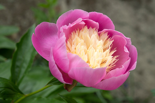 Close up of one large vivid yellow peony flower bloom in a garden in a sunny summer day, beautiful outdoor floral background photographed with soft focus