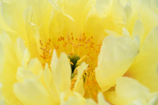 Yellow peony in macro