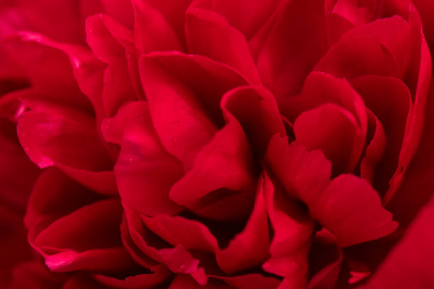 istock Petals of peony 1418173553