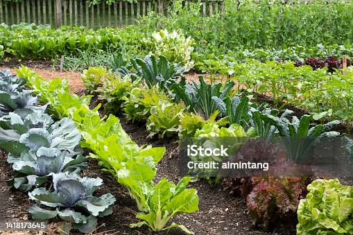 istock Vegetable garden 1418173645