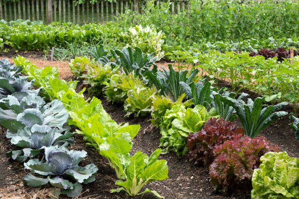 A thriving vegetable garden with various plants growing in neat rows