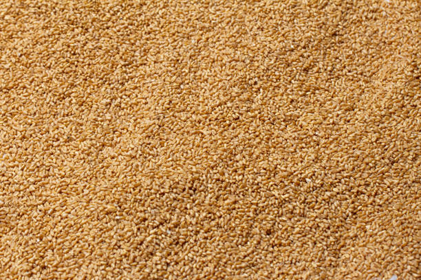 Top view of wheat which is a cereal grain that is a worldwide staple food. Wheat being sun dried. Top view of wheat which is a cereal grain that is a worldwide staple food. Wheat being sun dried. flour mill stock pictures, royalty-free photos & images
